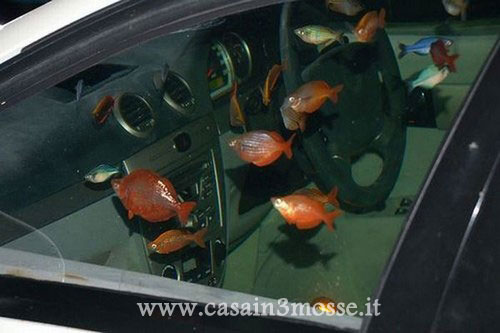 casain3mosse - automobile acquario2.jpg